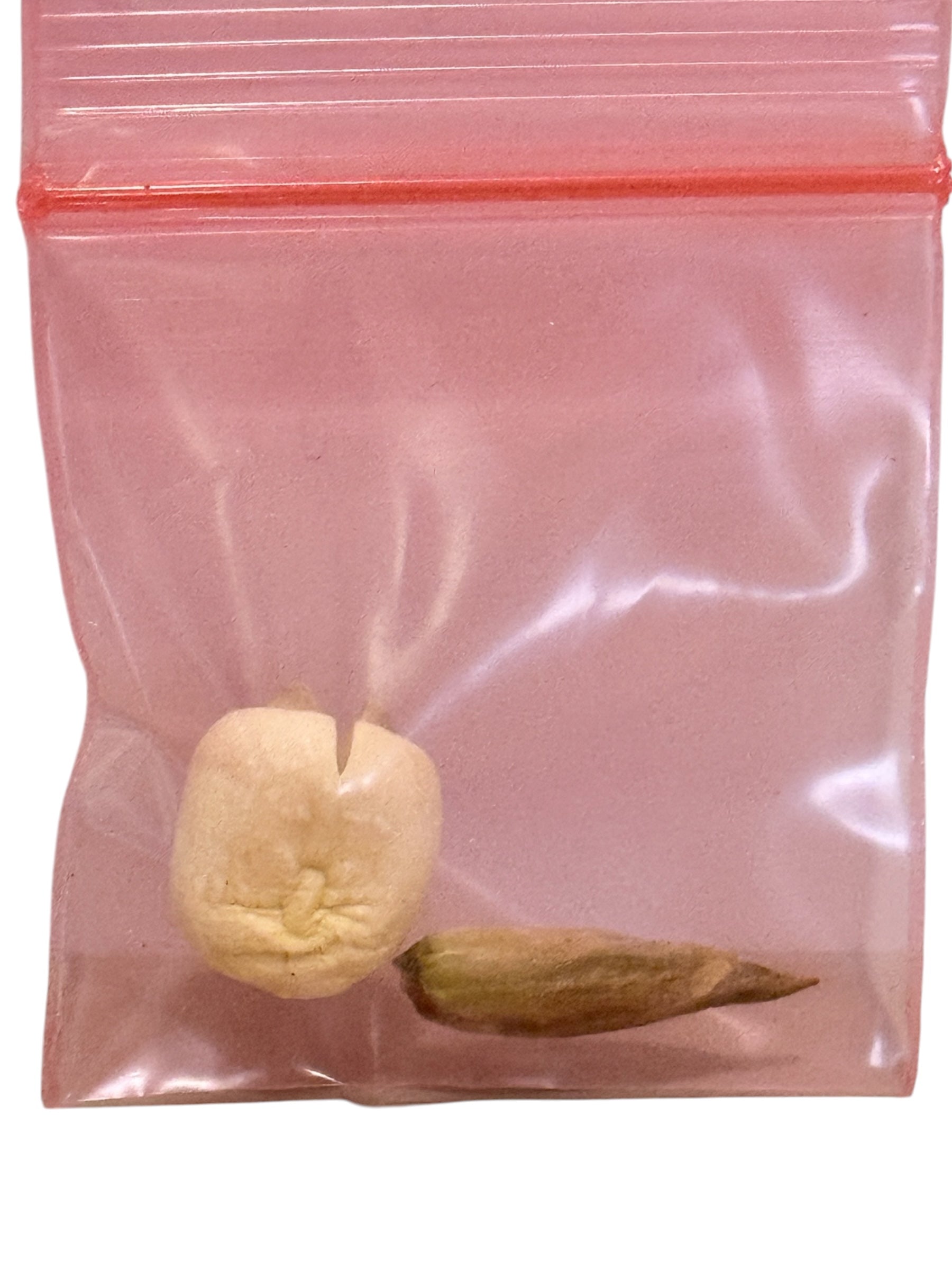 Adam & Eve Root Pair
